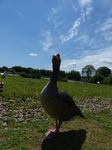 FZ005853 Goose.jpg